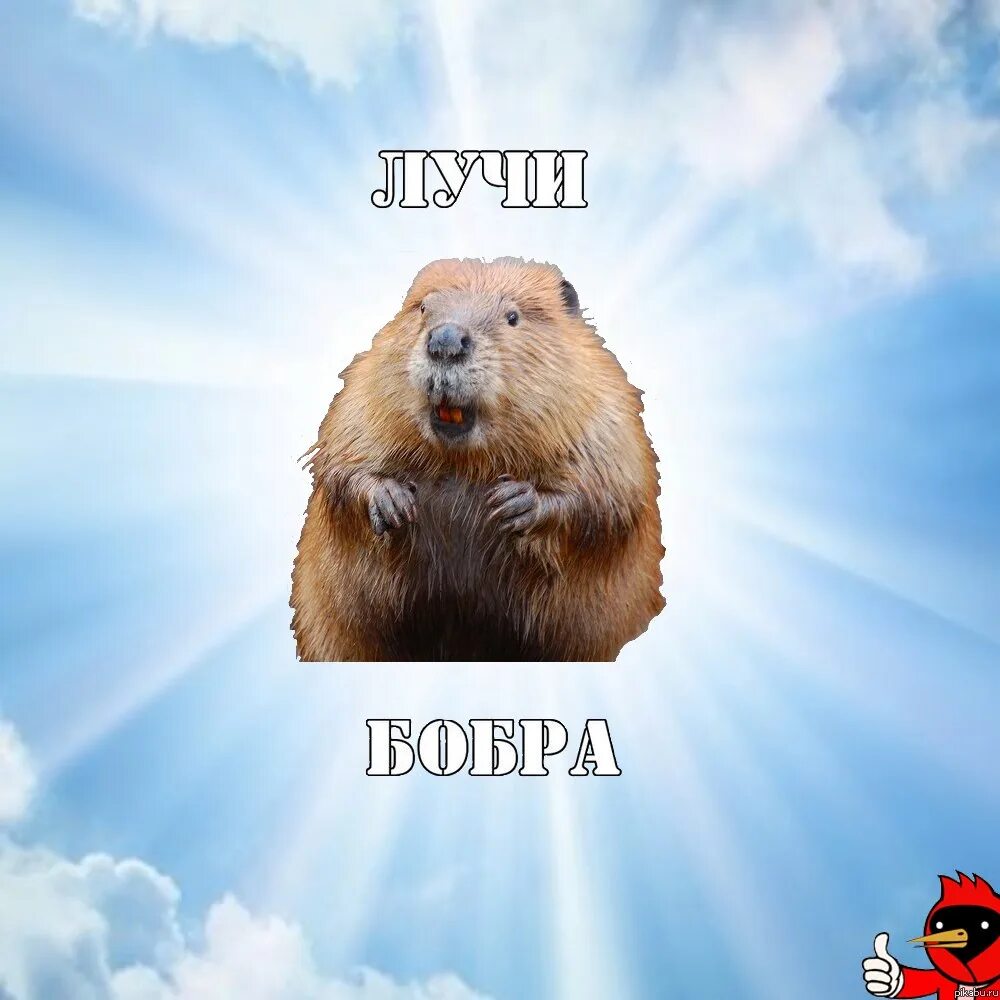 Мем бобры турбо