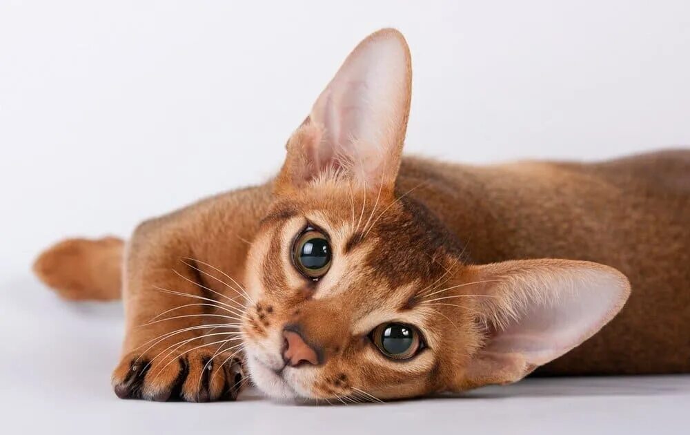 Скачать обои кошка, глаза, кот, усы, фон, abyssinian, раздел кошки в разрешении 