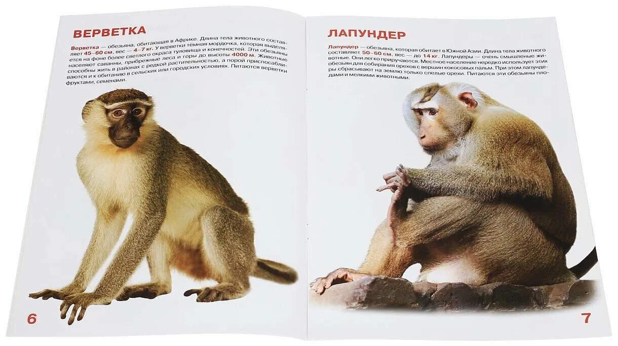 Информация о шимпанзе. Статья про обезьян из энциклопедии. Мартышка описание. Интересная информация про обезьян. Найти статью об обезьянах.