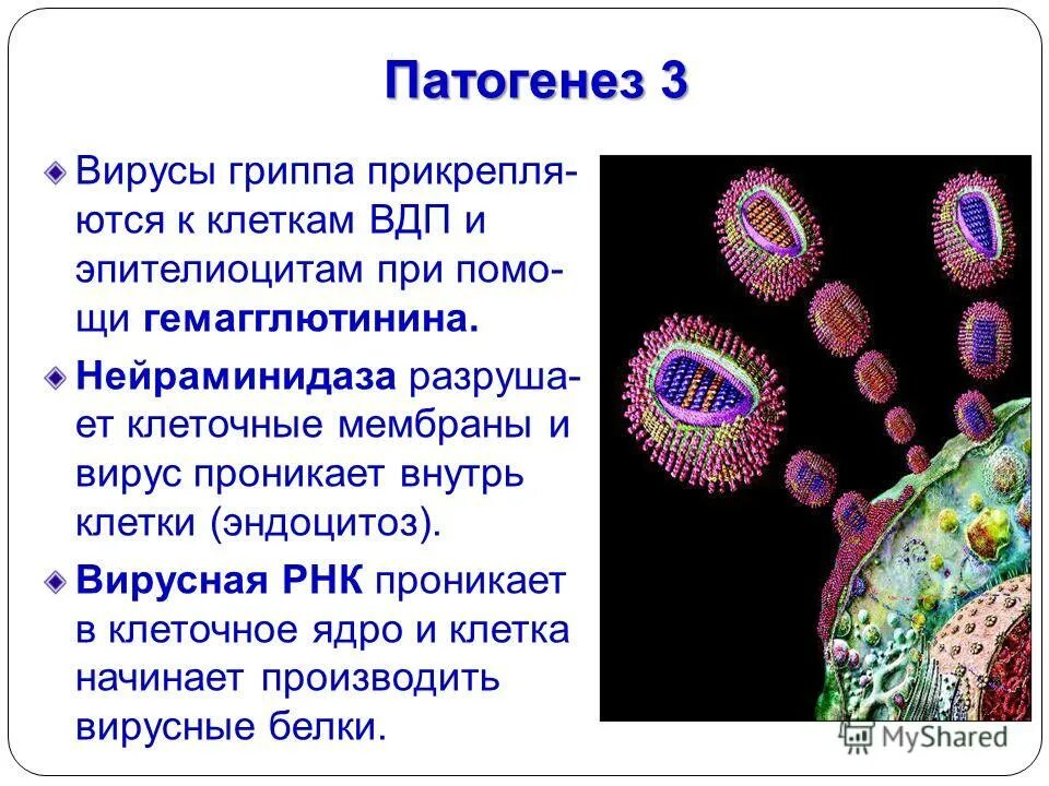 Нейраминидазы гриппа