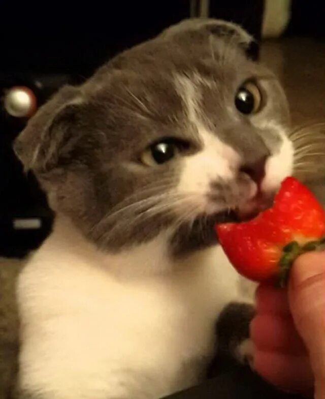 Кот который ест мем. Котик клубника. котик ест клубнику. кот кушающий клубнику. коты едят фрукты.