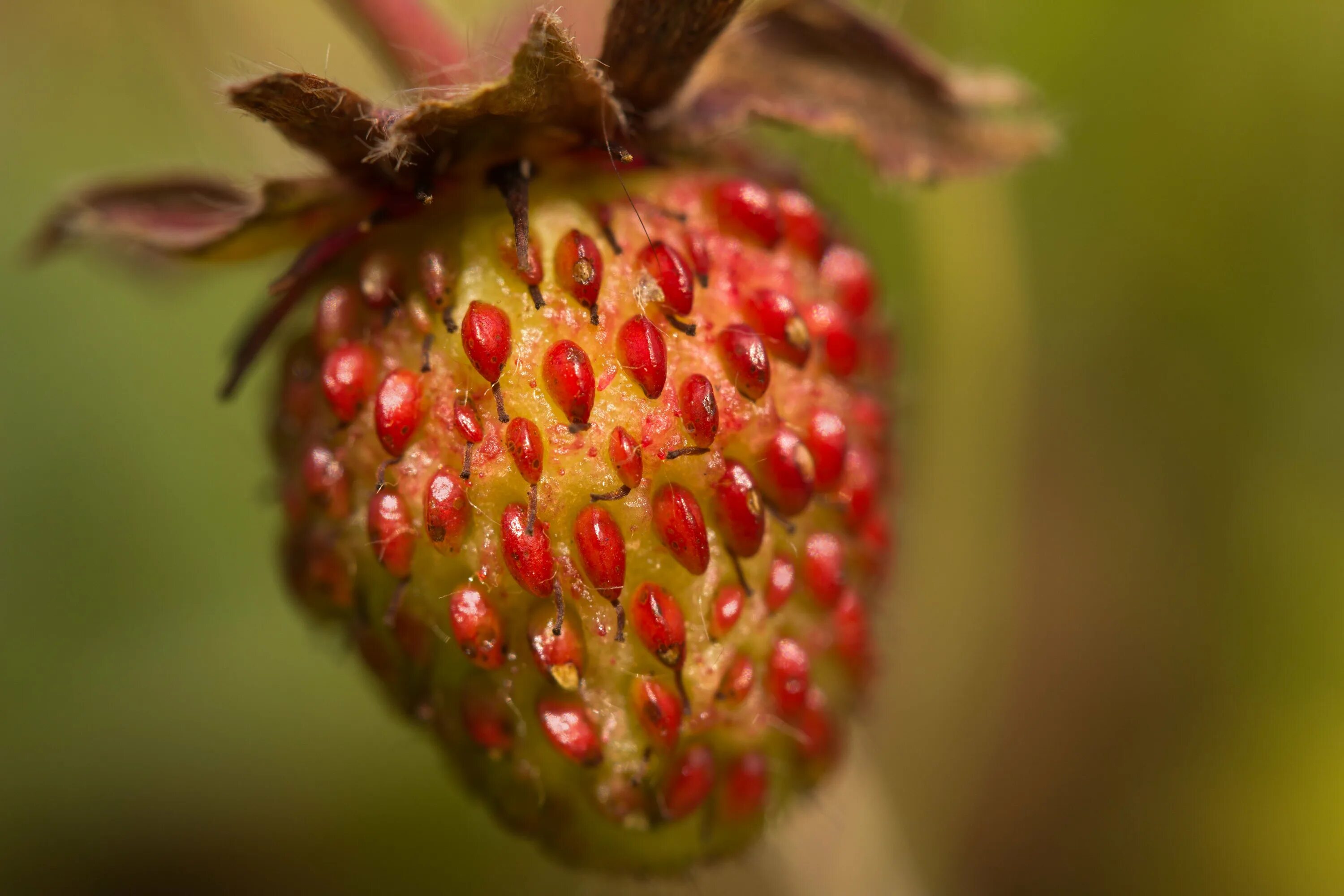 Ягода виктория плод многоорешек. Земляника плод многоорешек. Земляника лесная плод многоорешек. Клубника цветы и плоды. Клубника плод многоорешек.