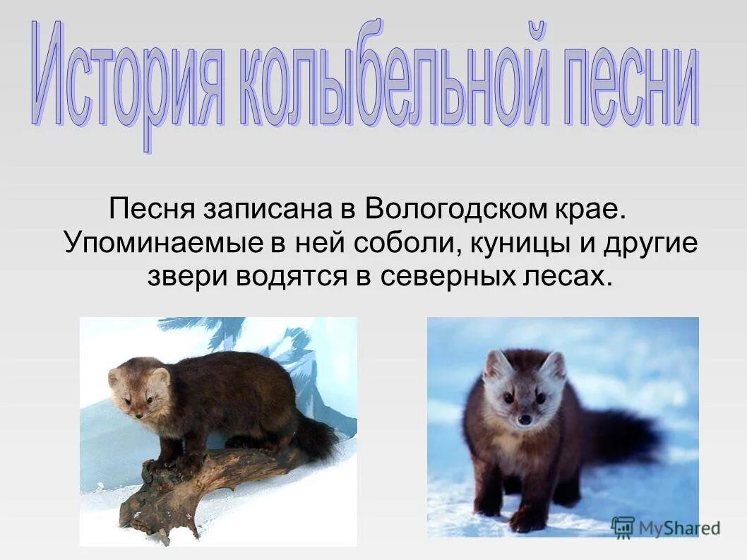 Животные тайги 4 класс. Куница соболь песец горностай. Пушные звери сибири. Соболь обитает в тайге. Соболь и куница.