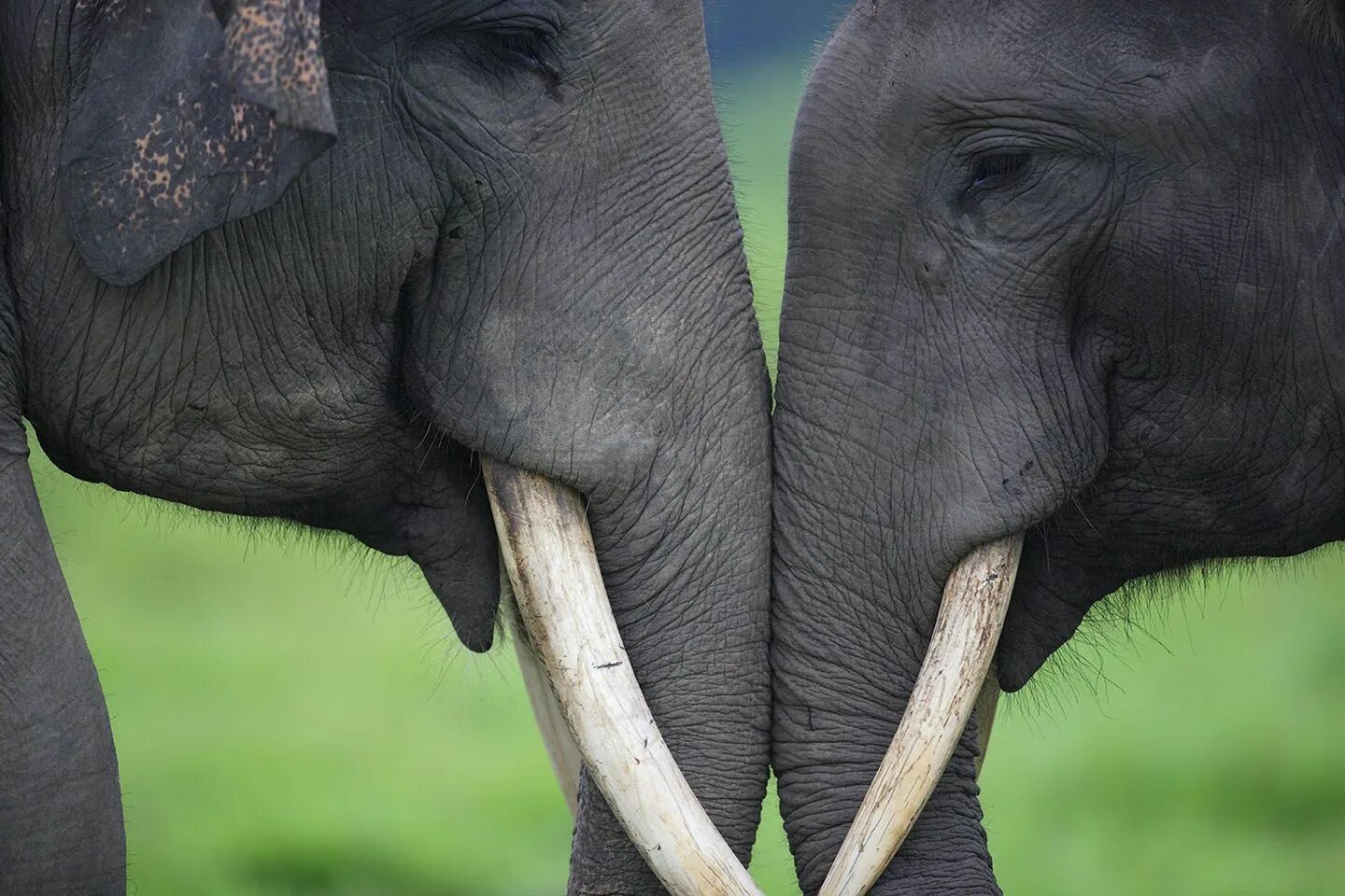 Слоны обнимаются. Два слона. Влюбленные слоны. Слон фото. Elephant на русском языке