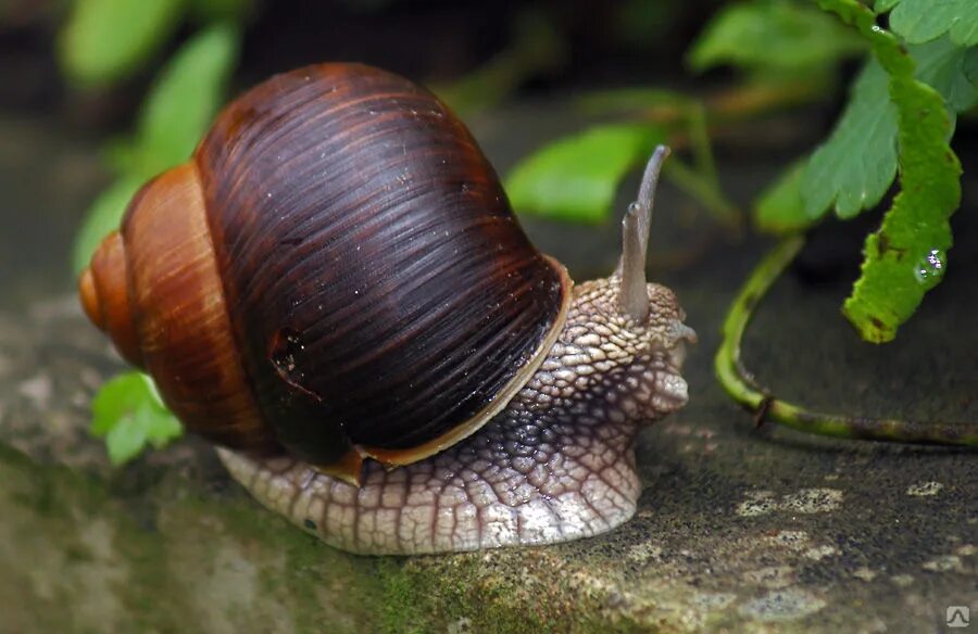 Дно улитки. Улитка Helix pomatia. Виноградная улитка Helix. Виноградная улитка Хеликс поматия. Виноградная улитка поматия.