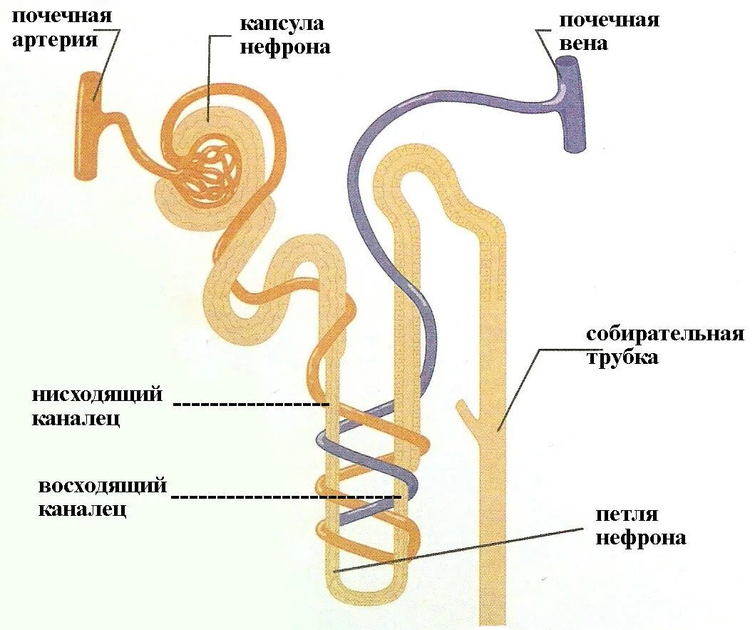 Петля извитого канальца нефрона. Строение нефрона почки человека анатомия. Строение почечного нефрона. Строение нефрона человека схема. Строение структуры нефрона.