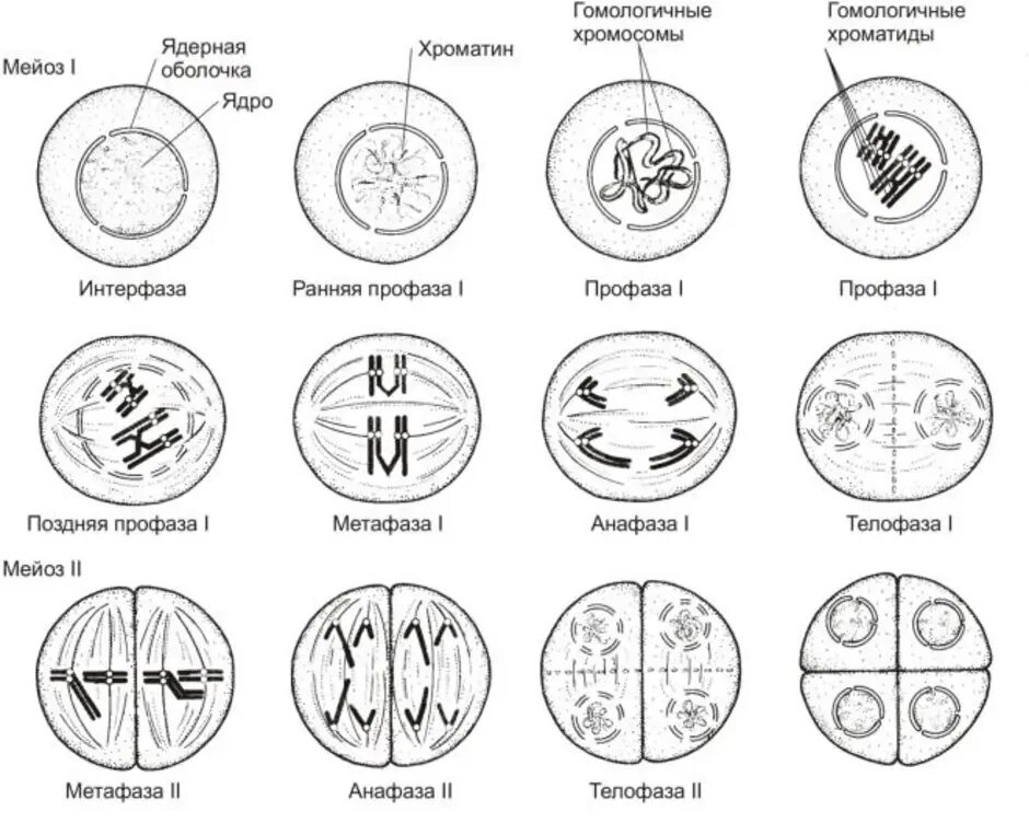 Назвать фазы мейоза. Мейоз 1 фазы схема. Митоз 1 схема. Мейоз 2 фазы. Этапы профазы мейоза.