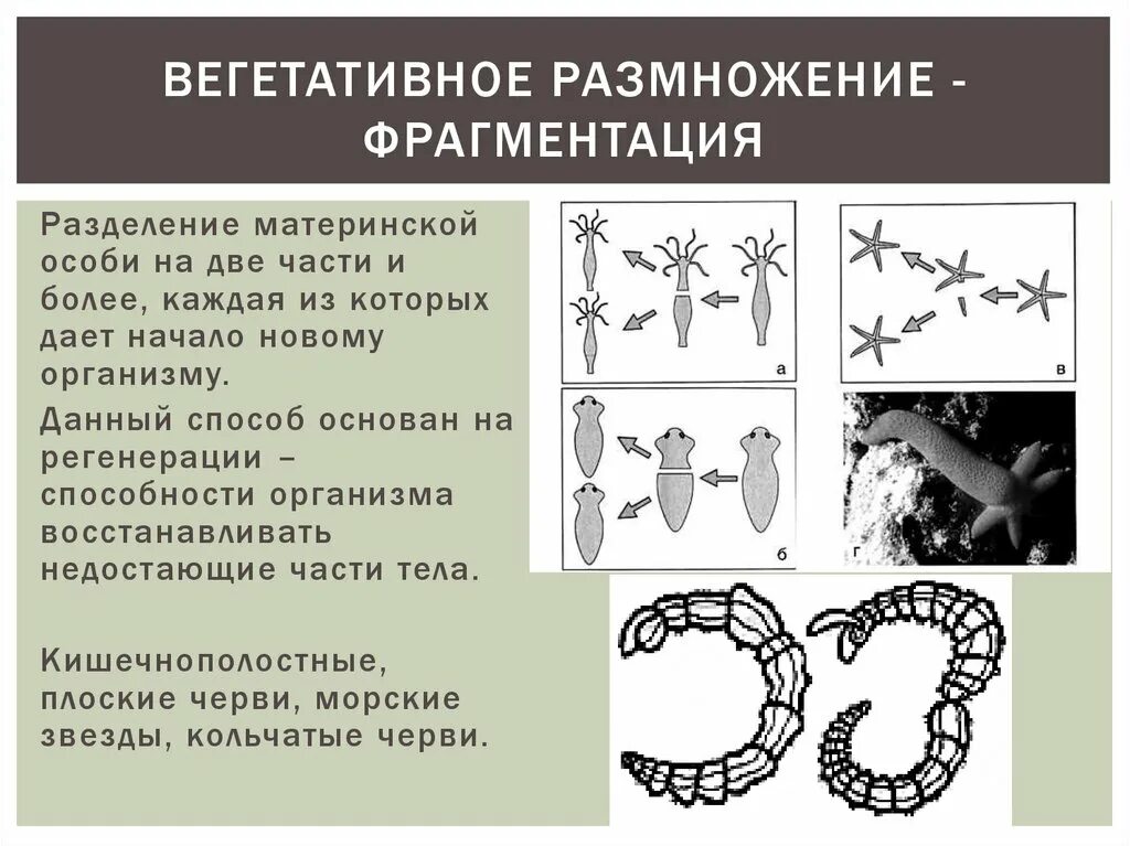 Фрагментация днк методы. Вегетативное размножение фрагментация. Фрагментация бесполое размножение. Фрагментация размножение. Вегетативное размножение почкование фрагментация.