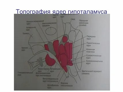 Гипоталамус топография