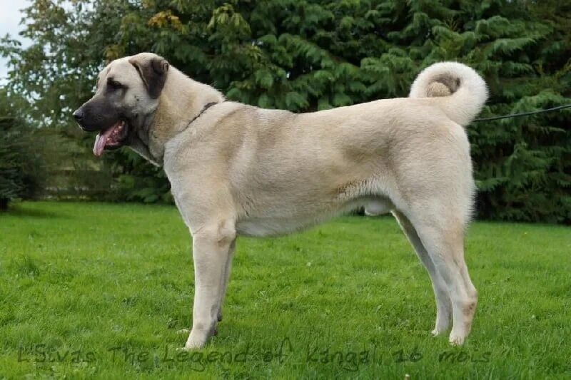 Pin on Armando Leon Landaveri Kangal dog, Livestock guardian dog, Dogs