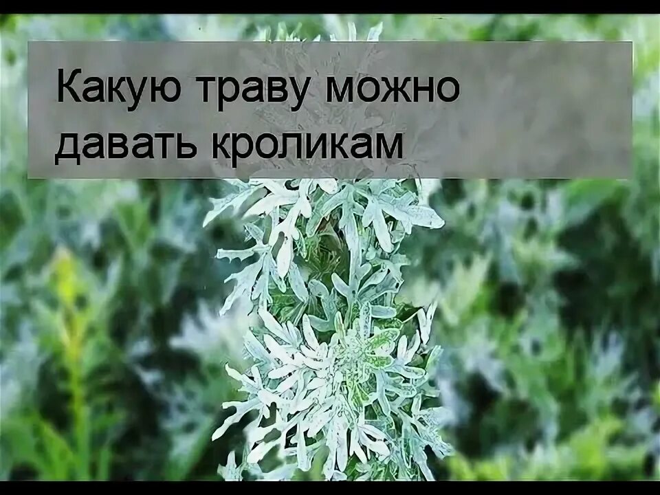 Можно ли давать кроликам гречку (траву и крупу) - Полезные советы