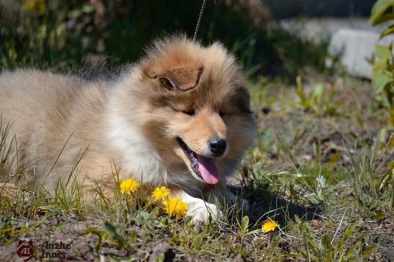 Щенки колли москва. Щенки колли с мамой. Колли щенок 6 месяцев рыжий. Шелти щенки. Шелти 4 месяца.