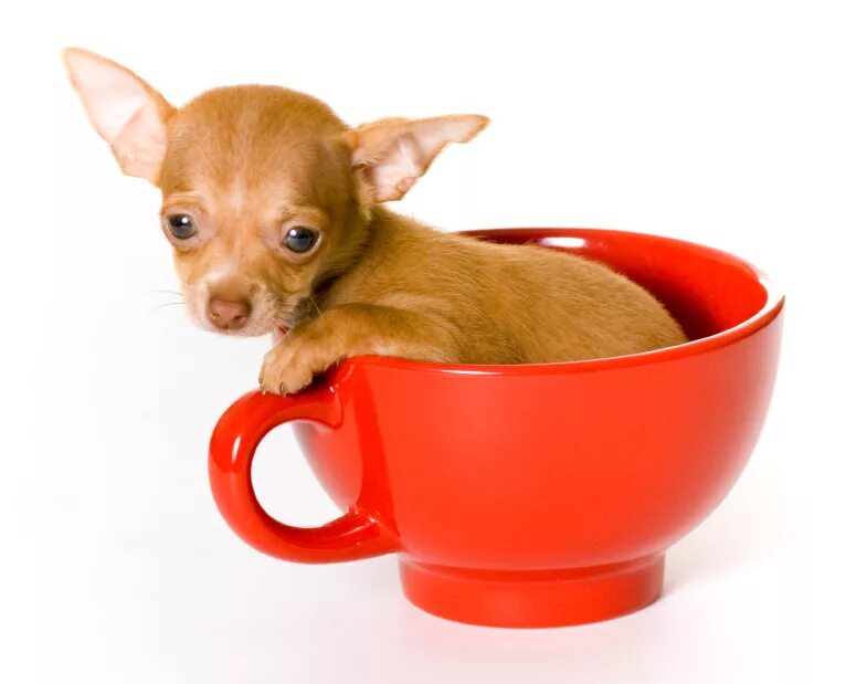Dogs cup. Чихуахуа Teacup. Чихуахуа Паппи. Teacup чихуахуа порода. Карликовый чихуахуа.
