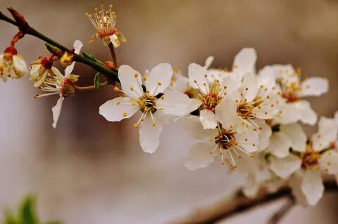 Nature bloom