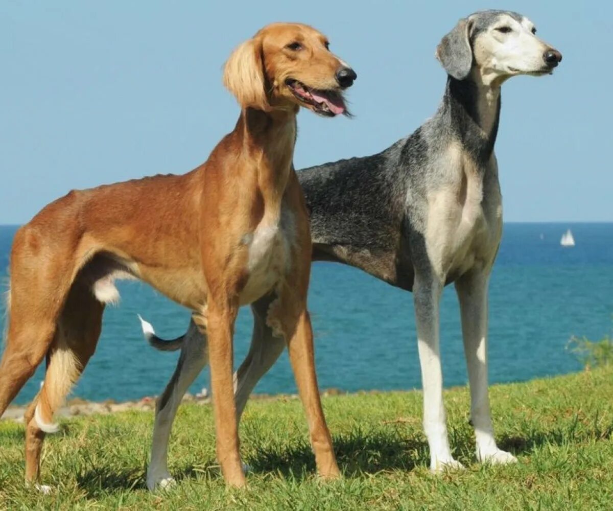 Тазы рост. Среднеазиатская борзая тазы. Ваз 2107 с тёлками. Тазы строгий вид. Тазы порода собак казахская.