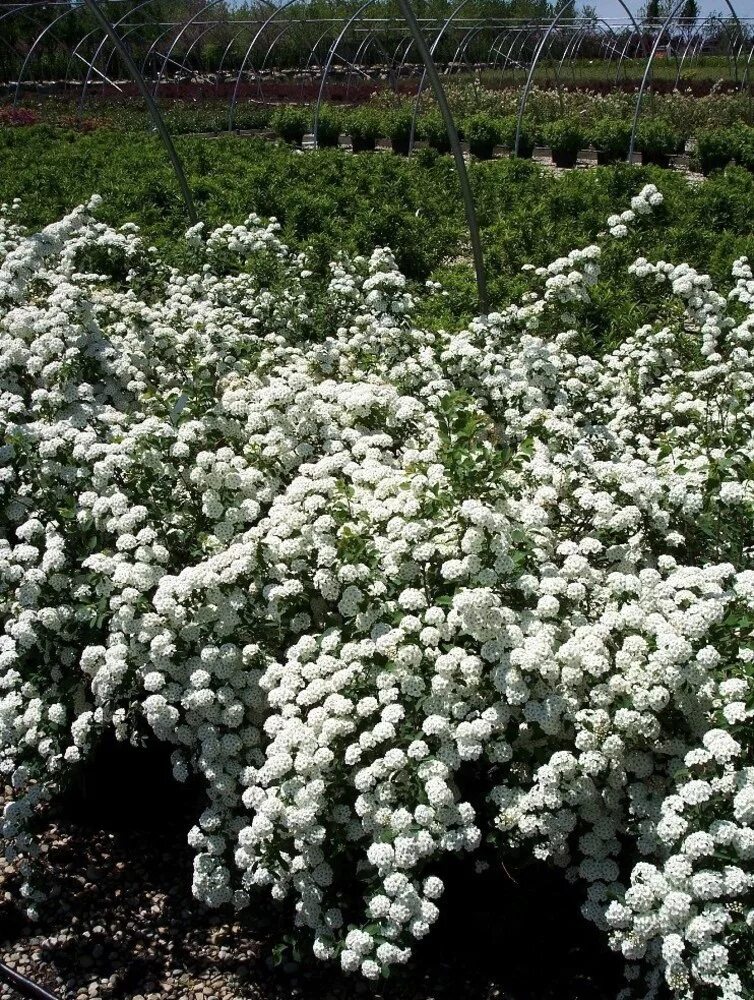 Спирея Вангутта. Спирея Вангутта Spiraea. Спирея Вангутта (Spiraea vanhouttei). Спирея Ван-Гутта (Spiraea vanhouttei). Куст невеста фото