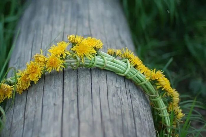 Как плести венок из одуванчиков. Венки с одуванчиков. Плетение из одуванчиков. Плести венок. Венец из одуванчиков.