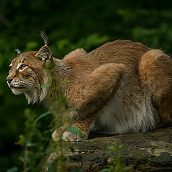 Мурзук бианки. Мальчик и рысь сетон томпсон. Мальчик и рысь сетон томпсон. Книга сетон томпсон мальчик и рысь. Мальчик и рысь сетон томпсон.