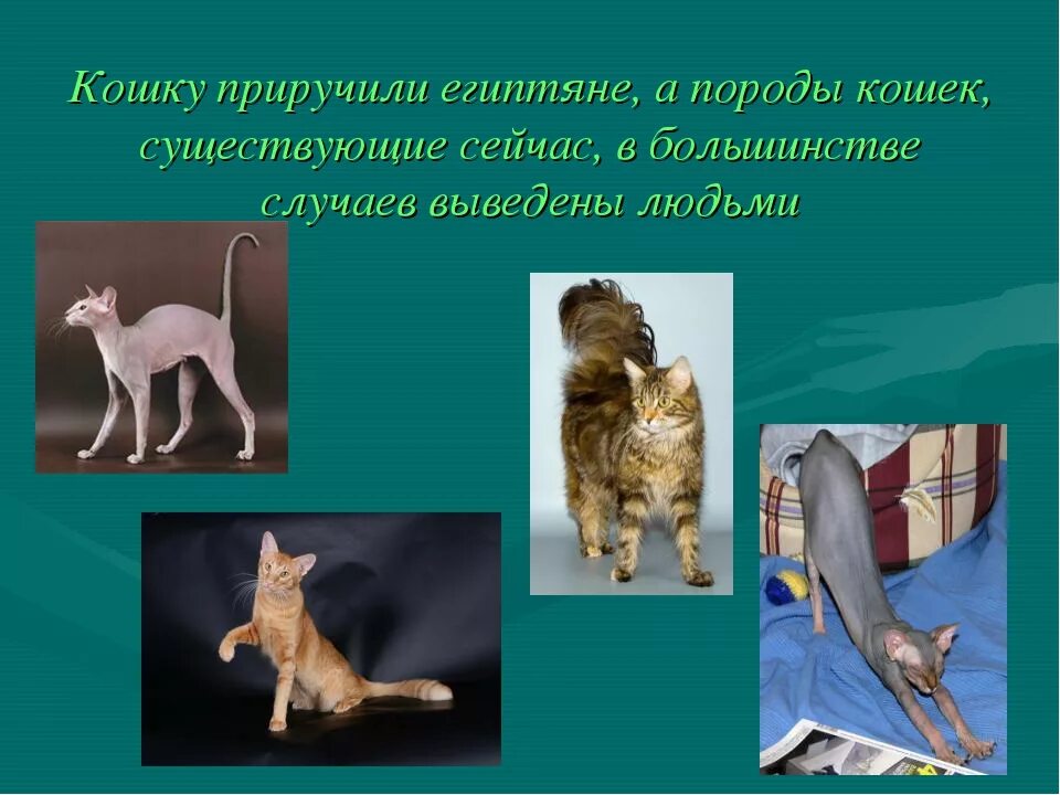 Как приручить взрослую кошку. Одомашнивание кошек. когда человек приручил кошку. как приручить кошку. презентация про кошек.