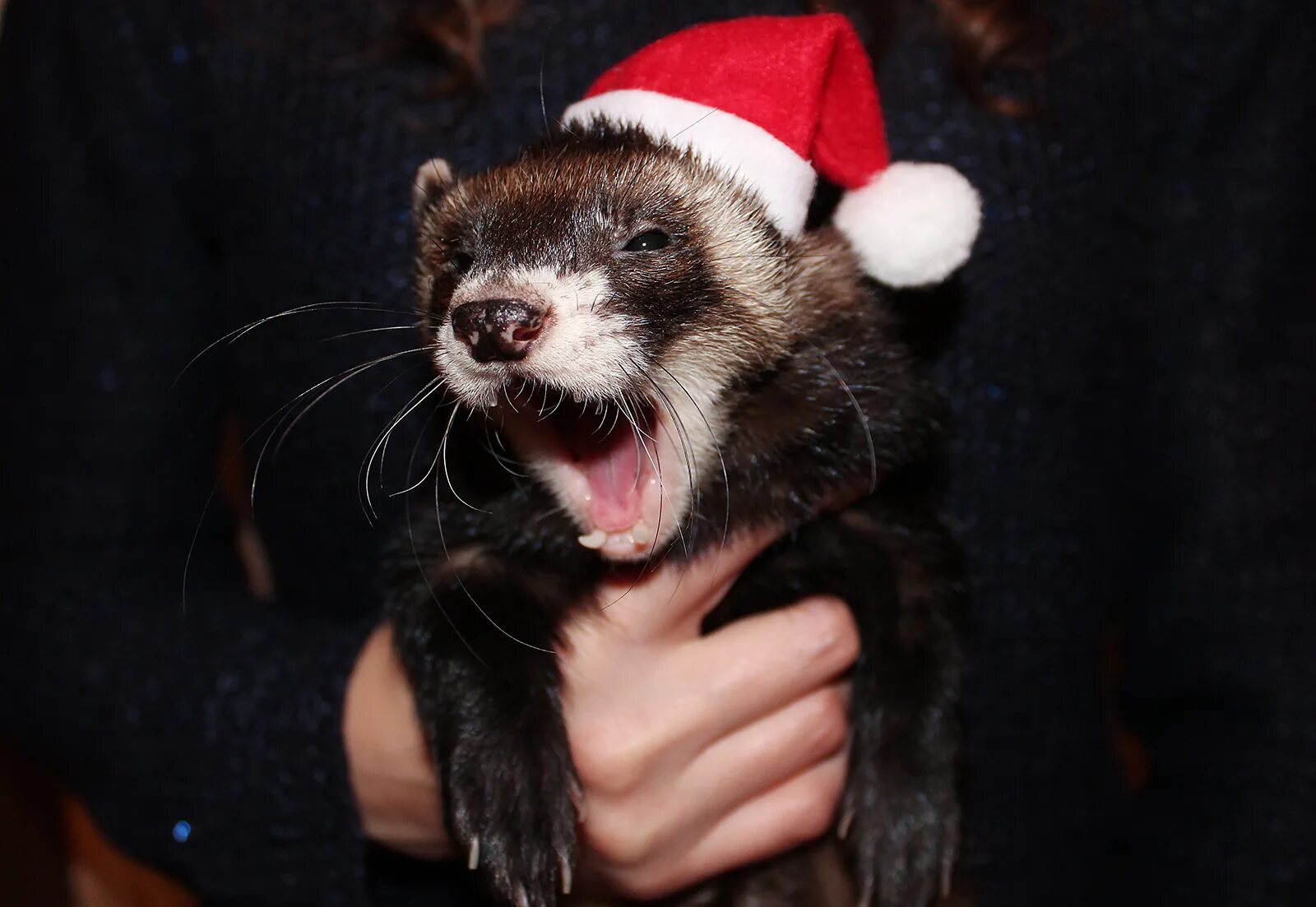 Хорек в профиль. Песни хор рек. Хорьки домашние. Хорек воришка. Хорек.