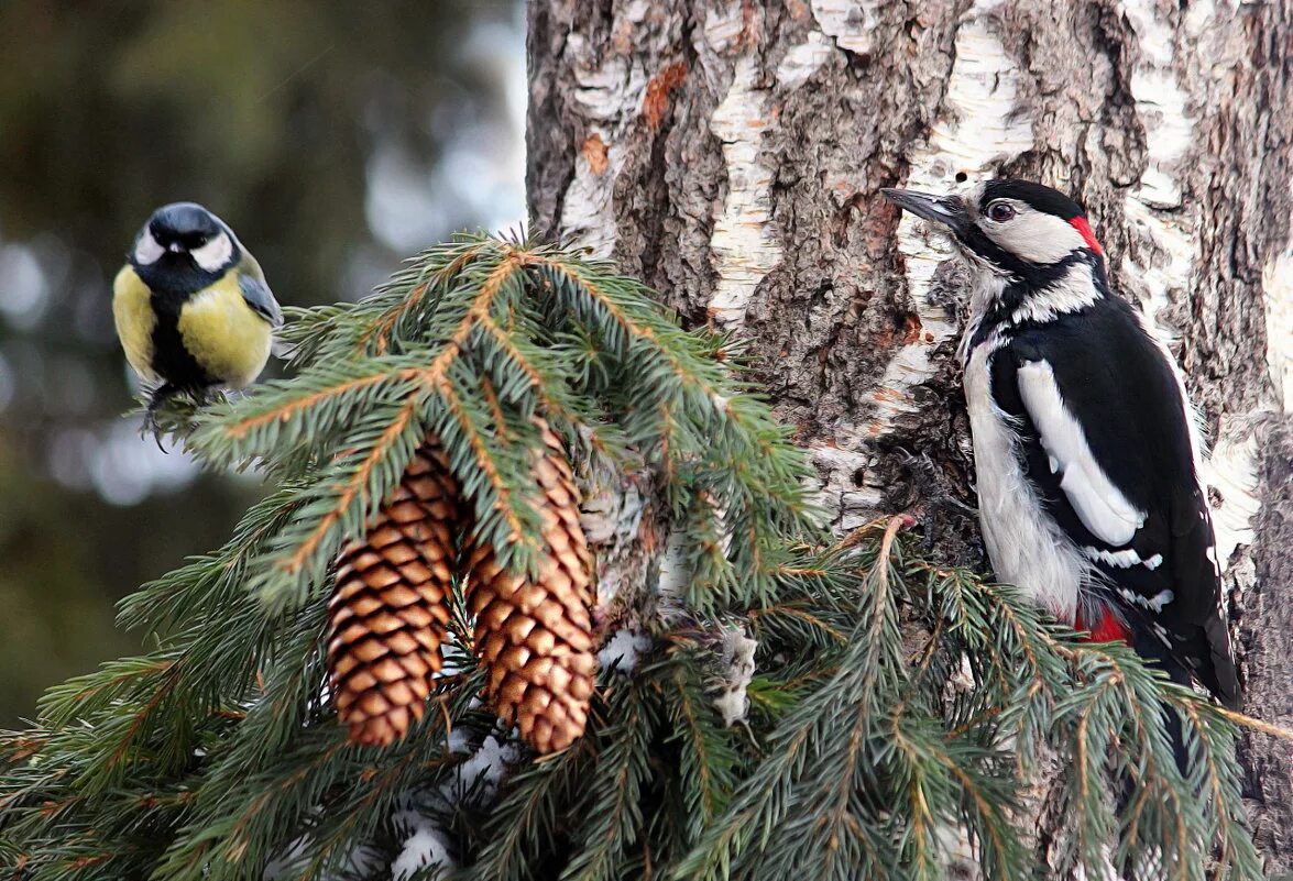 лесные зимние птицы. синица лазаревка в лесу. свиристель и красный кардинал. зимующие птицы синица и снегирь. снегирь свиристель щур.