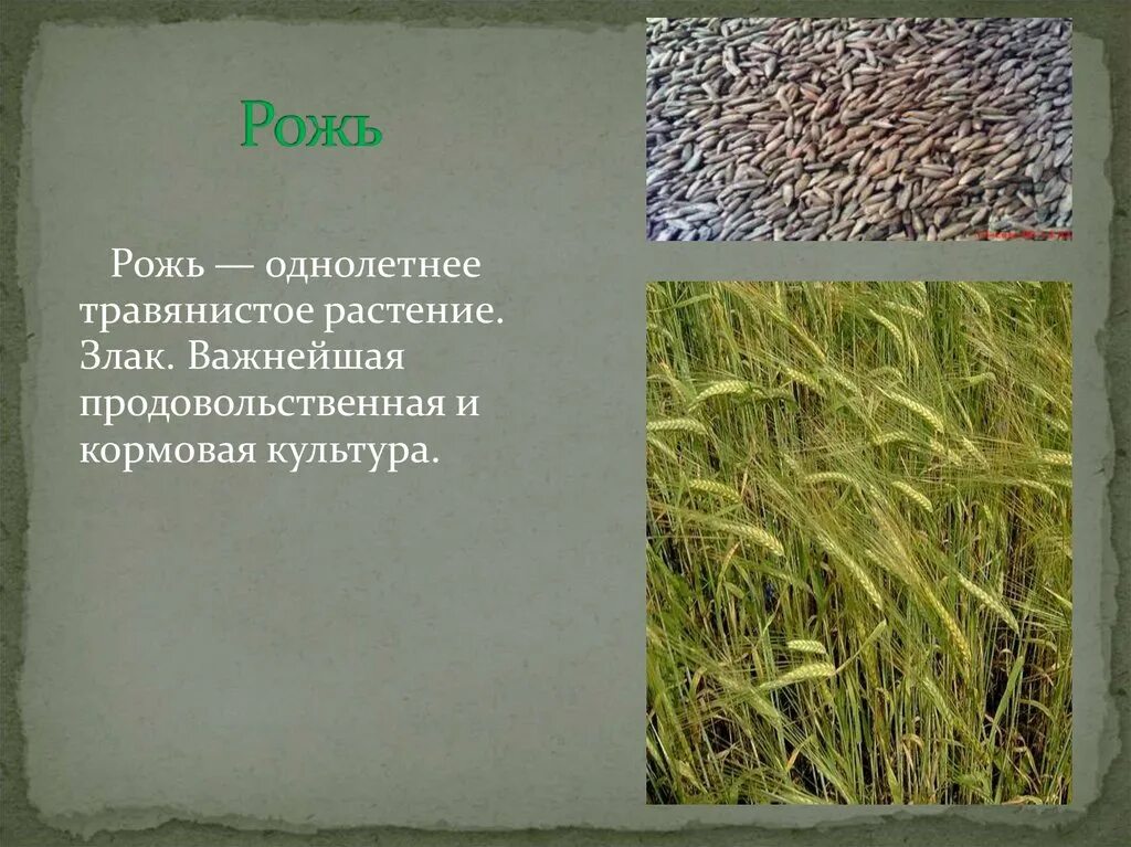 Рожь читать
