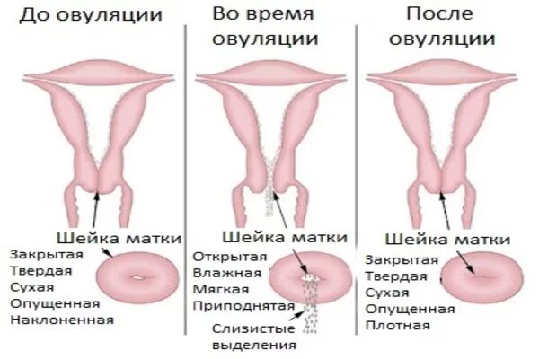 Выделения в период овуляции. Цервикальные изменения шейки матки. Расположение шейки матки.