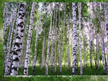 Стихотворение березовая роща