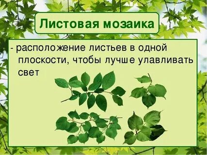 Чередование листьев