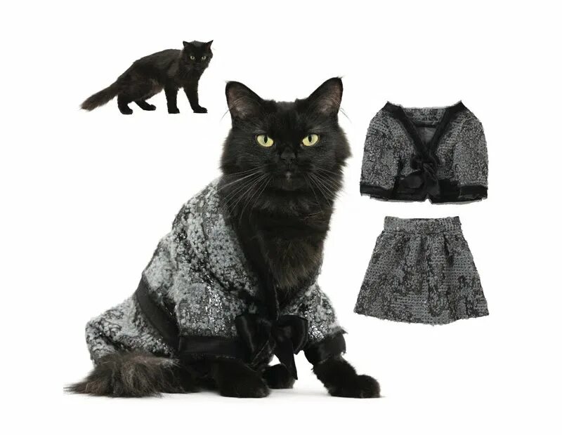Популярные котики с одеждой. Одежда для кошек. котики в одежде. костюм котенка. котята в одежде.