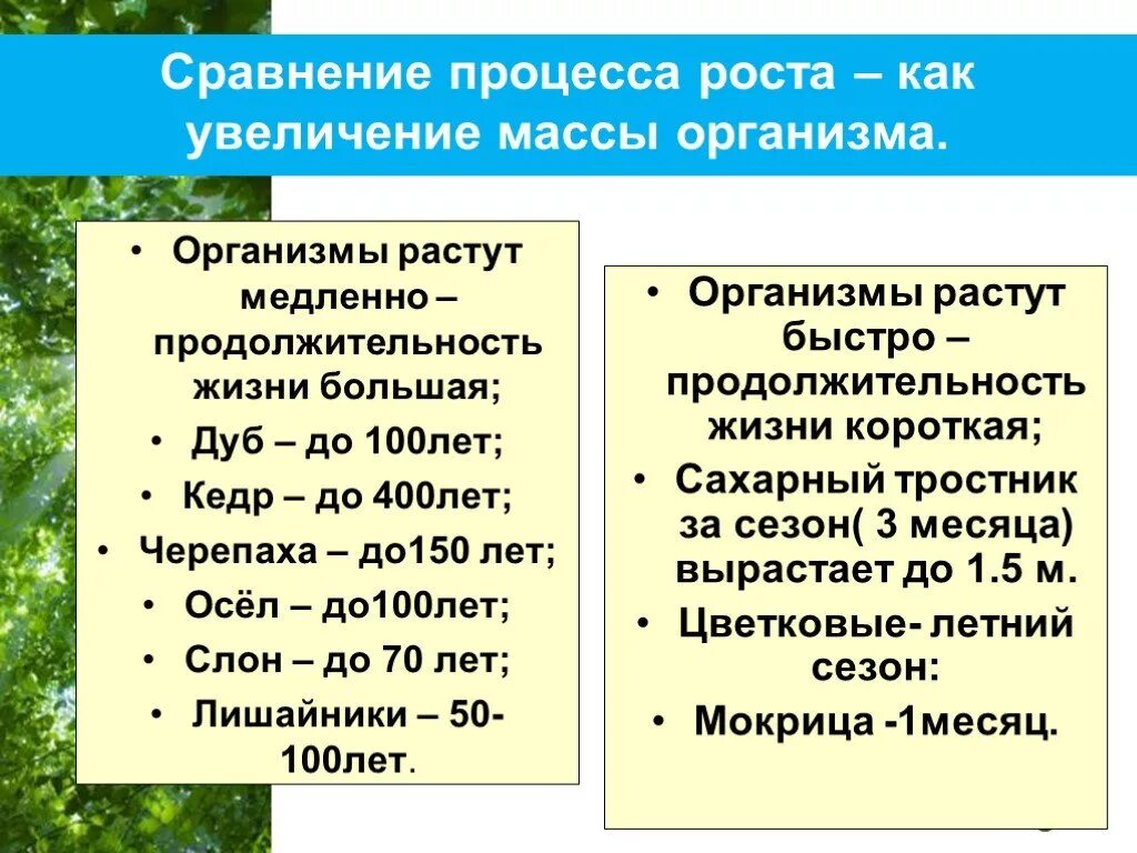 Продолжительность жизни различных организмов. Продолжительность жизни животных таблица. Средняя Продолжительность жизни растений. Продолжительность жизни разных животных.