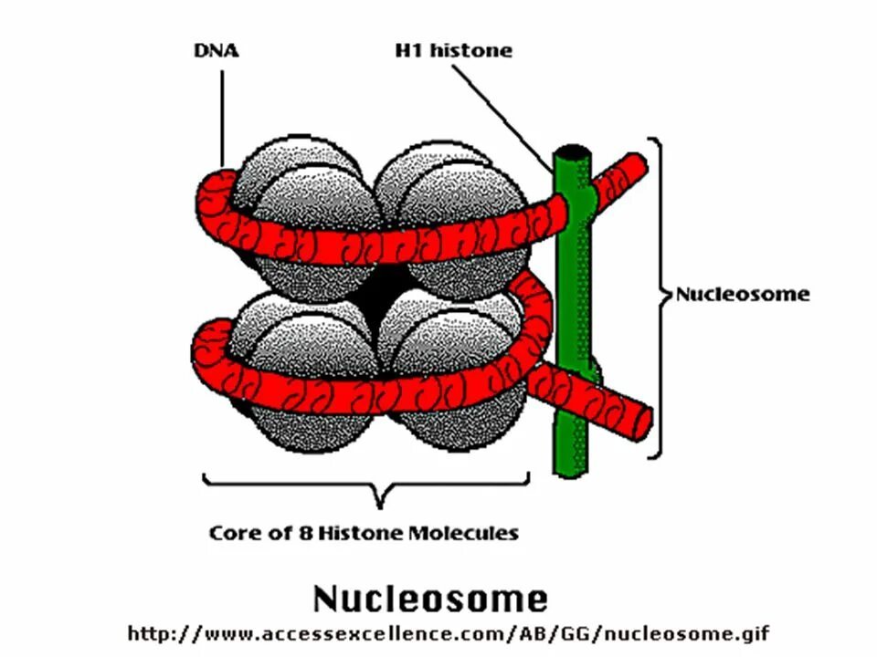 Нуклеосома состоит из. Нуклеосома рисунок. Гистон h1. Гистоны четвертичная структура.