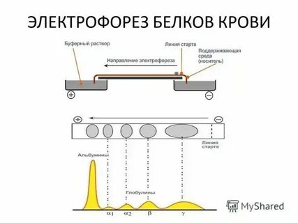 Электрофорез белков принцип метода