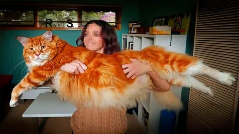 Транссексуалдық фотогалереялар