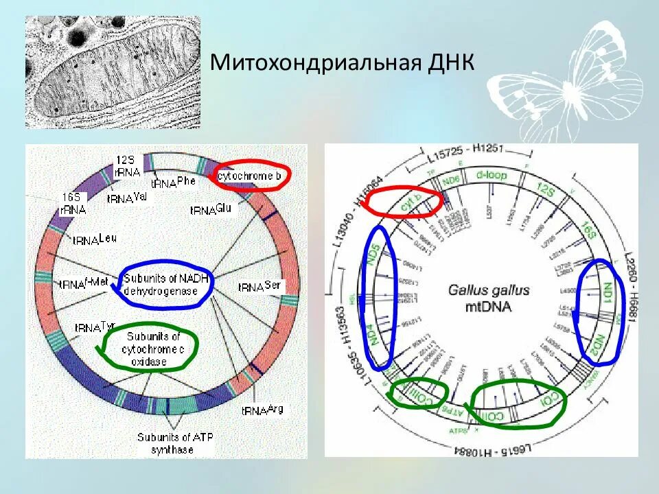 Хромосомы митохондрии носители наследственной информации