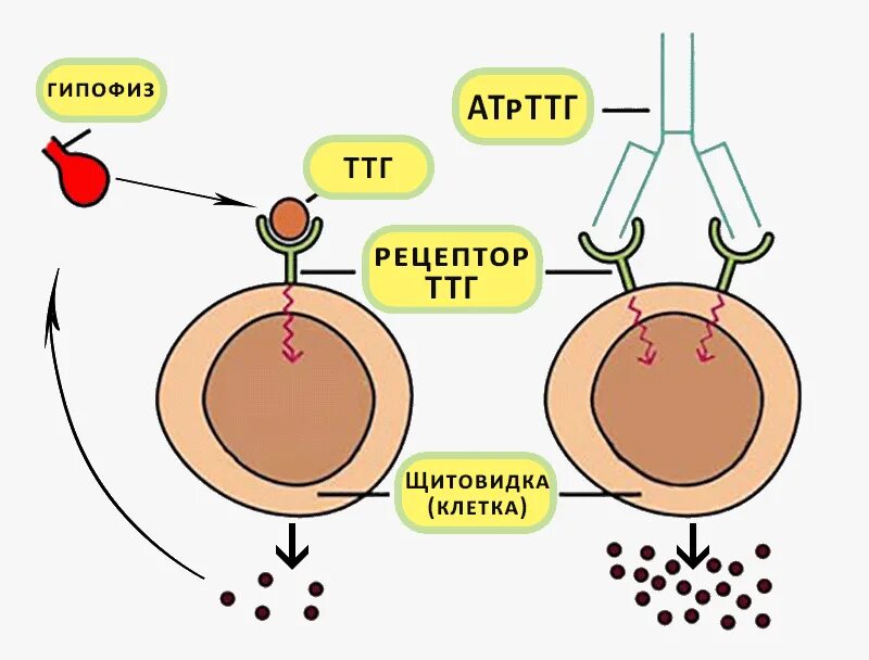 Ат к ттг повышены. Антитела к рецепторам ТТГ (АТ-ТТГ). Рецептор тиреотропного гормона. Антител к рецептору тиреотропного гормона ТТГ. Щитовидная железа антитела к рецептору ТТГ.