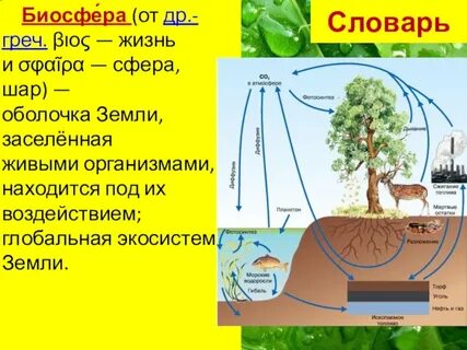 Биосфера среда жизни