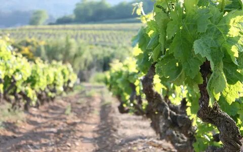 Des vignes