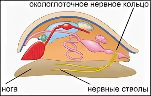 Какую функцию выполняет окологлоточное нервное кольцо