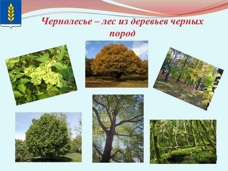 Лихолесье видения. Березовская дубрава. Чернолесье это. Чернолесье германия. Зеленолесье.