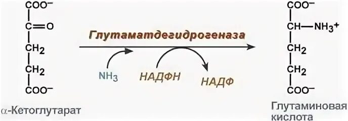 Синтез глутаминовой кислоты из кетоглутарата. Альфа кетоглутарат образуется из глутаминовой кислоты. Образование глутаминовой кислоты из Альфа кетоглутарата. Синтез глутамина из Альфа-кетоглутаровой кислоты. 27 синтезы