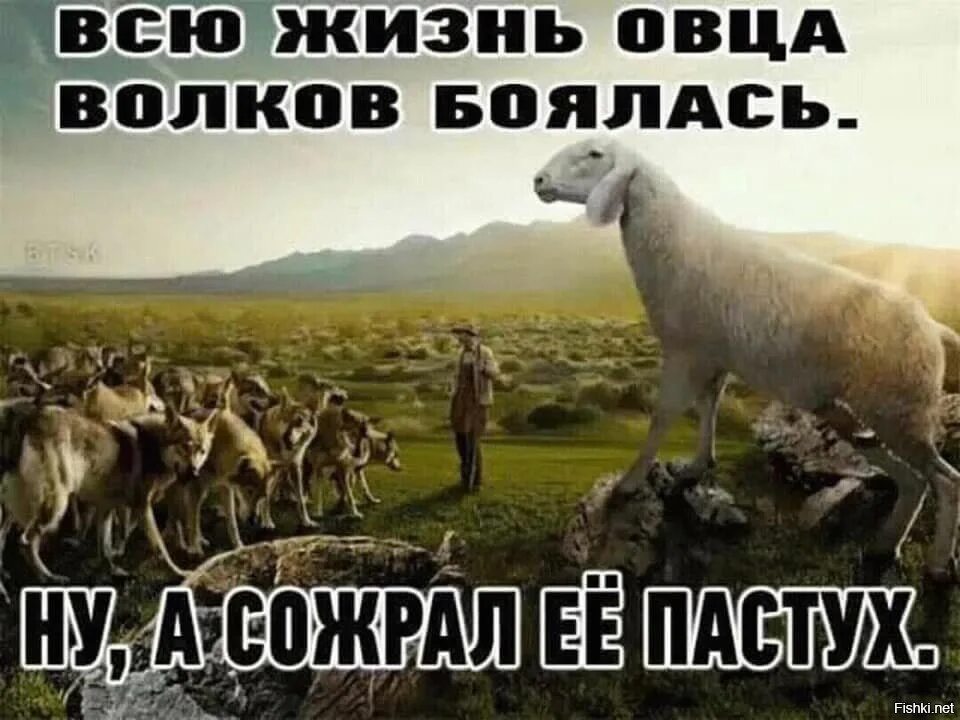 Он закричал пастухам чтобы они скорее гнали. Овца всю жизнь боялась волка. Всю жизнь овца Волков. Овцы боятся Волков. Стадо овец.