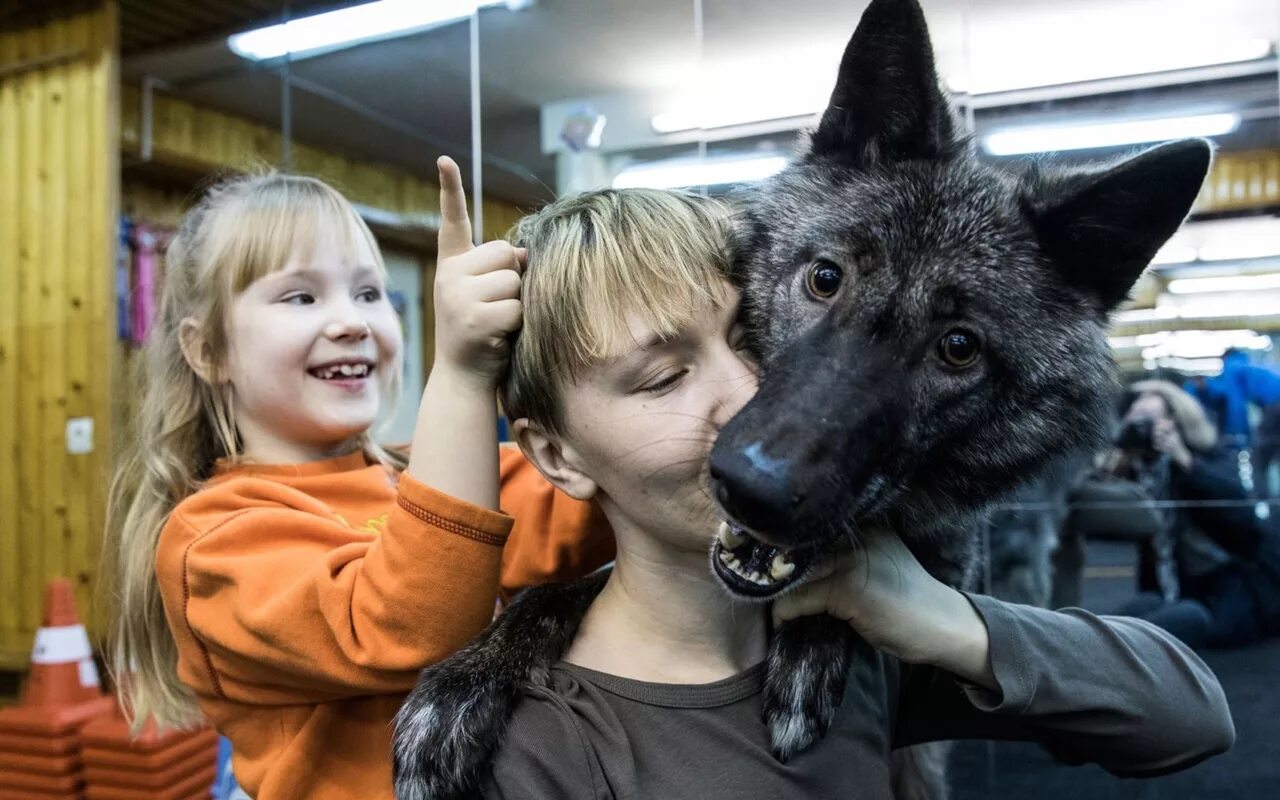 волк. волк волчица волчонок семья. волки детское видео. волк зимой.