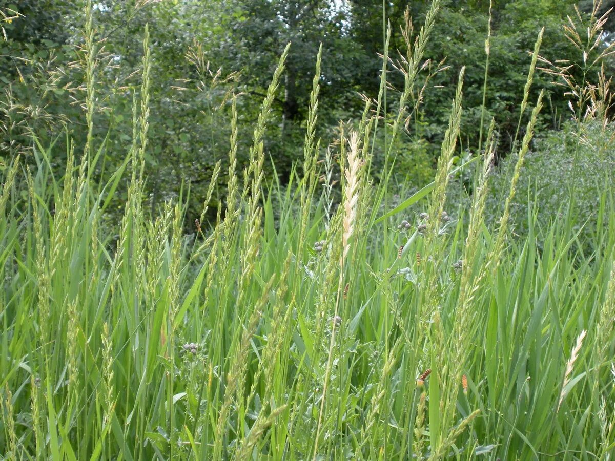 Как выглядит сорняк. Пырей ползучий. Пырей осот. Пырей ползучий (Elytrigia repens). Пырей ползучий Agropyron repens.