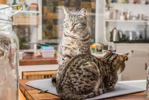 Спящий на кухне кот