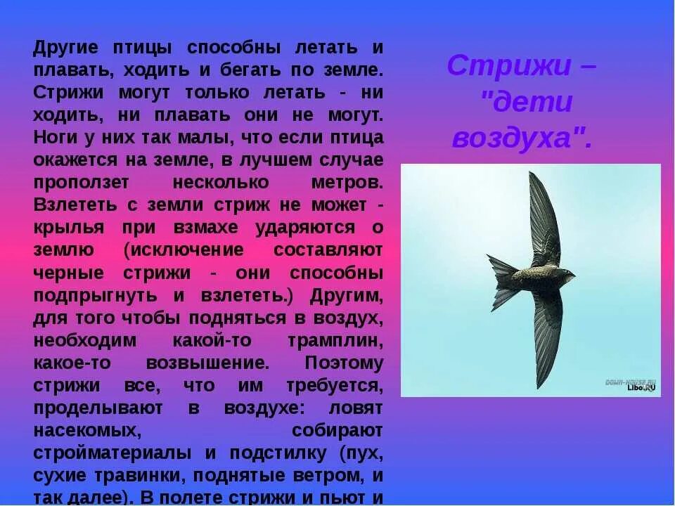 Информация о стрижах для 4. Интересные сведения о Стрижах. Доклад о птице Стриж. Сообщение о Стрижах. Познавательные факты о Стрижах.