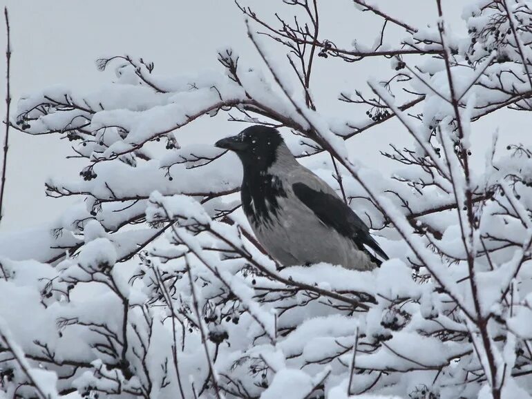 Жила ворона в заколоченном на зиму. Зимующие серая ворона. Зимующие птицы серая ворона. Серая ворона зимой. Ворона на ветке зимой.