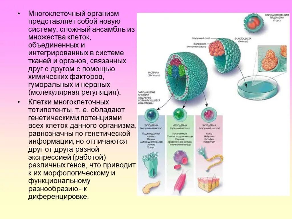 Делятся ли клетки. Клетки - ткани - органы - системы органов - многоклеточный организм. Многоклеточные организмы. Особенности клеток многоклеточных организмов. Многоклеточные организмы состоят из.