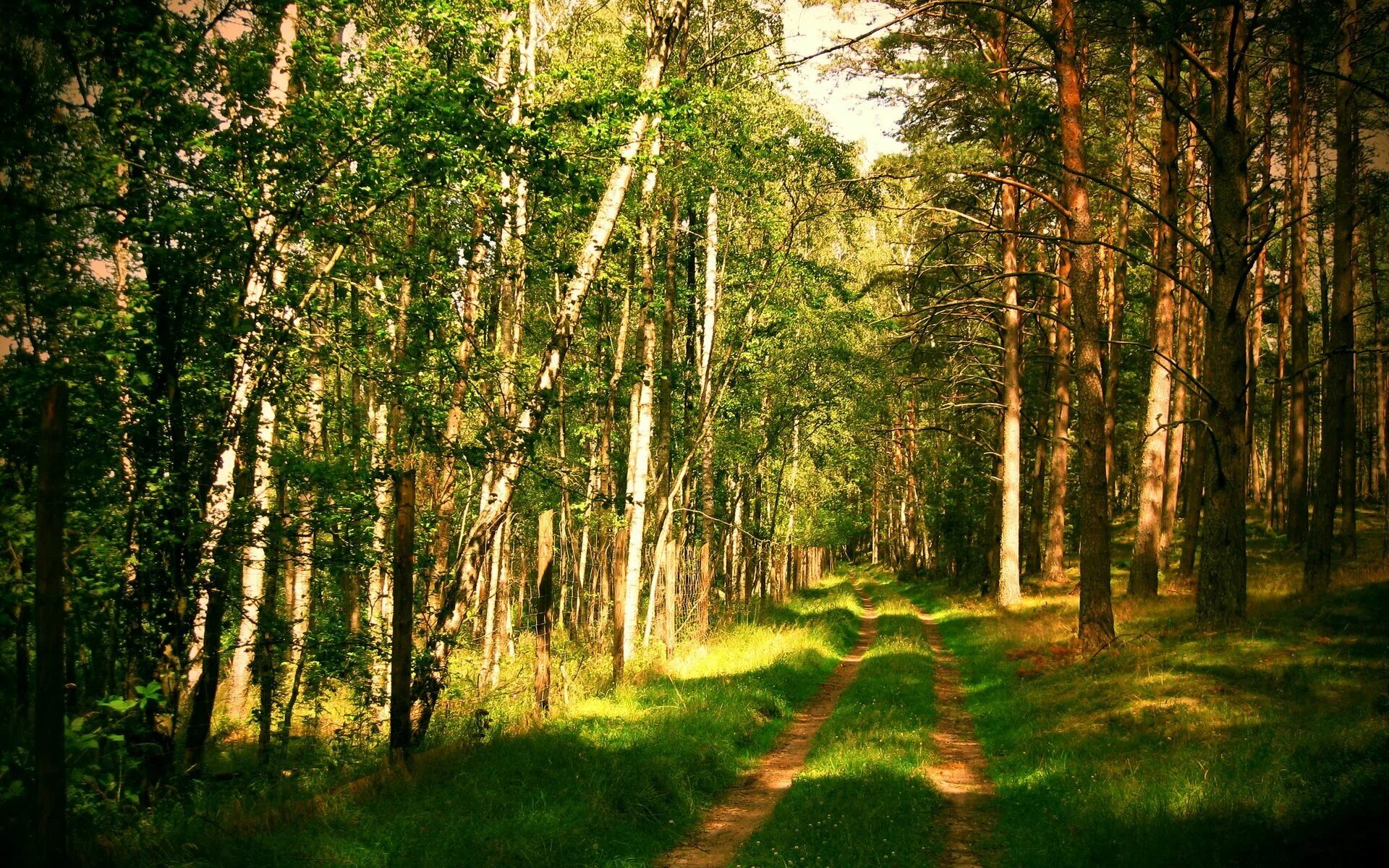 Хорошо и привольно летом в лесу. Берёзовая роща Сосновый Бор. Природа лес. Летний лес. Летом в лесу.