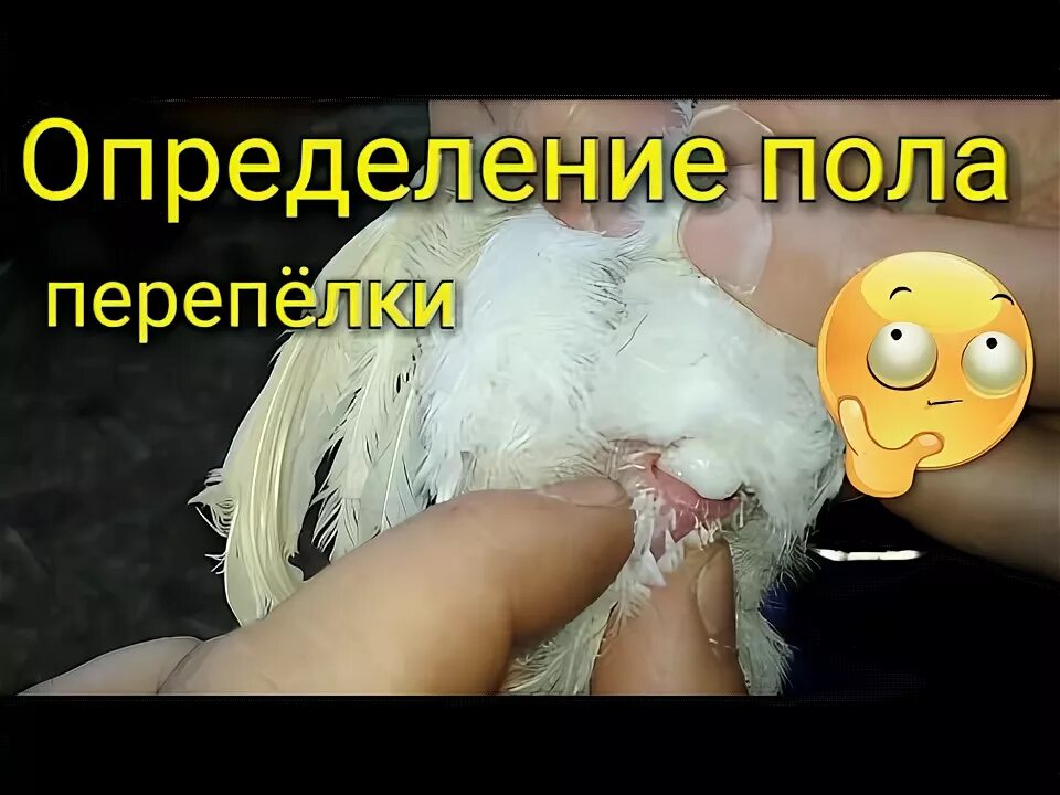 Как определить пол перепелов. Определить пол перепелов. как определить пол перепелки. как отличить пол перепелов. различить пол перепелов.
